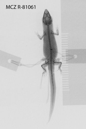 Media type: image;   Herpetology R-81061